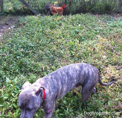 A blue-nose brindle Pit Bull Terrier puppy is walking across a grass surface and behind him near the fence there are two chickens.