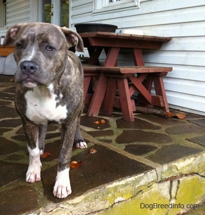 A blue-nose brindle Pit Bull Terrier puppy is standing at the edge of a wet stone porch in front of a white farm house looking forward.