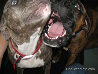 Close up - A blue-nose brindle Pit Bull Terrier puppy and a brown brindle Boxer are standing on a treadmill. The Boxers mouth is open as be begins to bite on the pit bull.