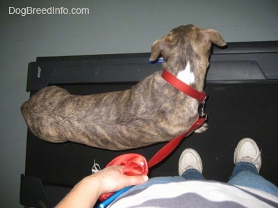 Top down view of a blue-nose brindle Pit Bull Terrier puppy looking over the edge of a treadmill.