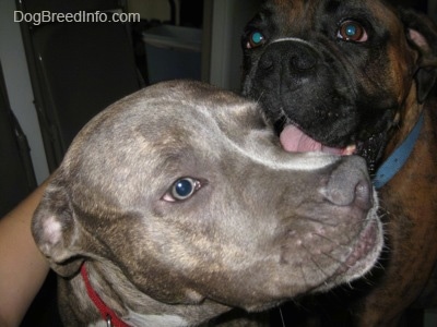 Close up - A blue-nose brindle Pit Bull Terrier puppy is sitting in a room and behind him a brown brindle Boxer is licking the side of his face.