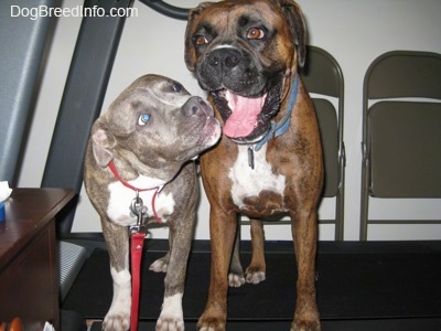 A blue-nose brindle Pit Bull Terrier puppy and a brown brindle Boxer are standing across a treadmill. The Boxers mouth is open and tongue is out and the pit bull is about to smell the boxers mouth.