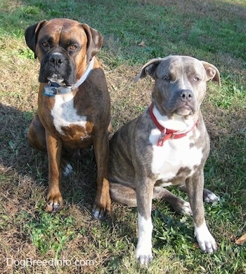 A blue-nose brindle Pit Bull Terrier and a brown brindle Boxer are sitting in grass next to each other and they are both looking up.