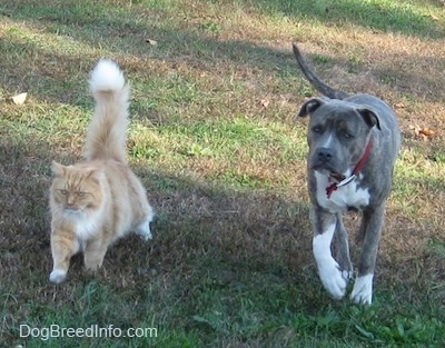 A blue-nose brindle Pit Bull Terrier is walking adjacent to a tan with white Cat across a field.
