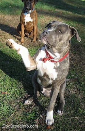 A blue-nose brindle Pit Bull Terrier is sitting in grass his right paw is in the air and behind him is a brown brindle Boxer.