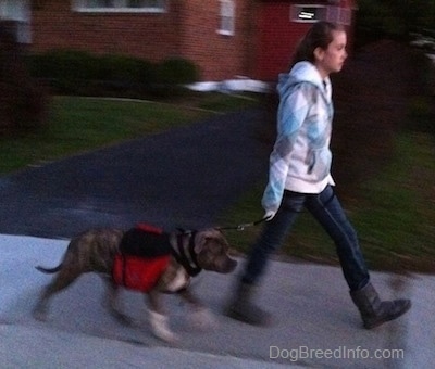 A girl in a white, blue and grey jacket is leading a blue-nose brindle Pit Bull Terrier on a walk down a street.