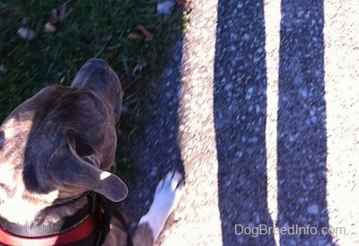 Top down view of a blue-nose brindle Pit Bull Terrier that is walking up a sidewalk.