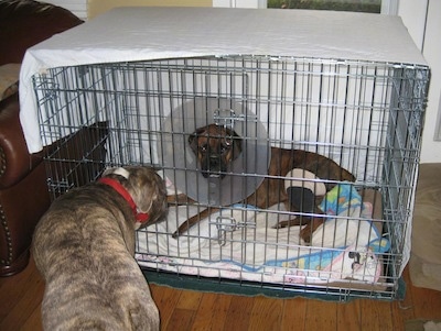 A brown brindle Boxer is laying in a crate and he is wearing a cone on his head. A blue brindle pit bull is outside the crate looking at him.