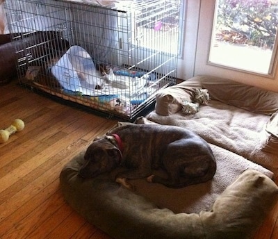 A blue-nose brindle Pit Bull Terrier is laying down on a dog bed and behind him is a brown brindle Boxer laying in a crate and he is wearing a cone on his head.