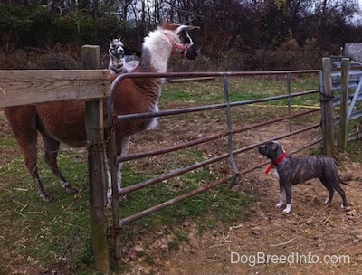 A blue-nose brindle Pit Bull Terrier is standing at a fence and in dirt looking up at a brown with white llama.