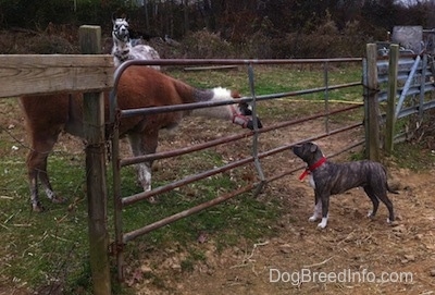 A brown with white llama is looking through a medal gate at a blue-nose brindle Pit Bull Terrier that is standing on the opposite side.