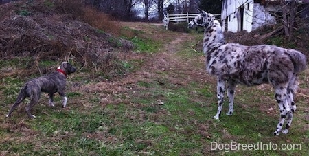 A blue-nose brindle Pit Bull Terrier is attempting to walk past a black and white llama.