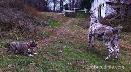 A blue-nose brindle Pit Bull Terrier is bowing across from a black and white llama. The llama is running up a grass hill.