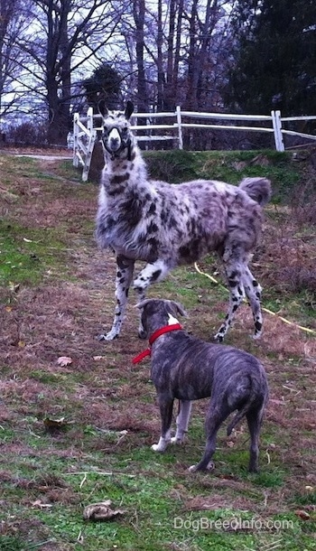 The llama is turning around to challenge a blue-nose brindle Pit Bull Terrier that is standing across from him.