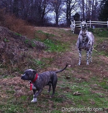 A blue-nose brindle Pit Bull Terrier is running away from a black and white llama.