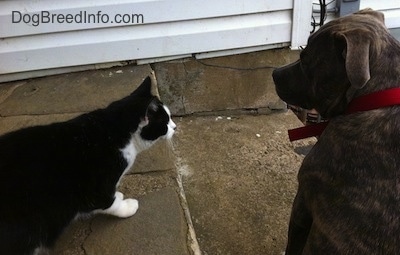 The back of a blue-nose brindle Pit Bull Terrier that is sitting on a stone porch and next to him is a black with white cat looking at him.