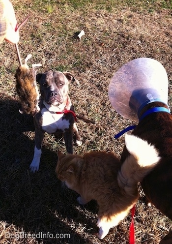 A person is holding a dead mouse in the air. A blue-nose brindle Pit Bull Terrier is sitting in grass and in front of him is a orange with white Cat that is brushing against a brown brindle Boxer. The Boxer has a cone on his head.