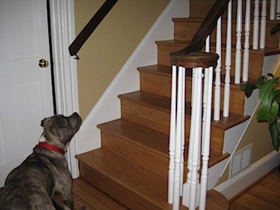 A blue-nose brindle Pit Bull Terrier is looking up a staircase that is in front of him.