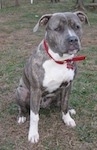 Close up - A blue-nose brindle Pit Bull Terrier is sitting on brown grass and he is looking to the right. He is wearing a red collar. There is a small amount of trees in the background.