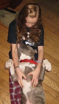 A blue-nose brindle Pit Bull Terrier is laying belly up on the lap of a girl with a black shirt.