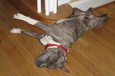 A blue-nose brindle Pit Bull Terrier is laying around the bottom of a staircase on a hardwood floor stretched out sleeping.