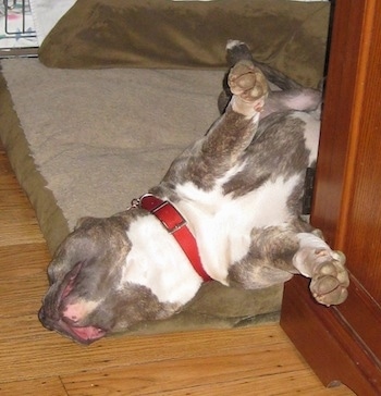 A blue-nose brindle Pit Bull Terrier is sleeping on his back with his limbs and head stretched out.