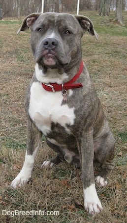 Front view - A blue-nose brindle Pit Bull Terrier wearing a red collar sitting in grass and he is looking forward.