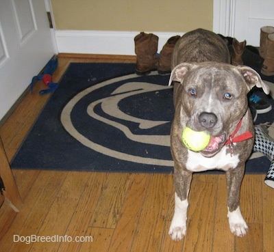 A blue-nose brindle Pit Bull Terrier is standing on a Penn State University door mat in front of a closed door with a green tennis ball in his mouth.
