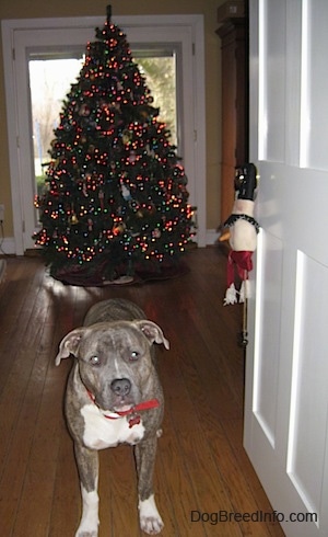 A blue-nose brindle Pit Bull Terrier is standing on a hardwood floor and there is a lit decorated Christmas tree behind him.