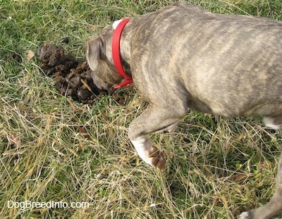 The back of a blue-nose brindle Pit Bull Terrier is digging his nose into a large pile of horse poop in a grassy field.