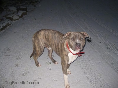 A blue-nose brindle Pit Bull Terrier with a white chest and paws is standing in the street in snow looking forward.