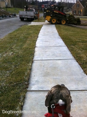 The back of a blue-nose brindle Pit Bull Terrier that is looking at an equipment truck in front of him.