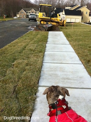 The back of a blue-nose brindle Pit Bull Terrier that is looking down a street at a bulldozer that is parked across a sidewalk in a neighborhood.
