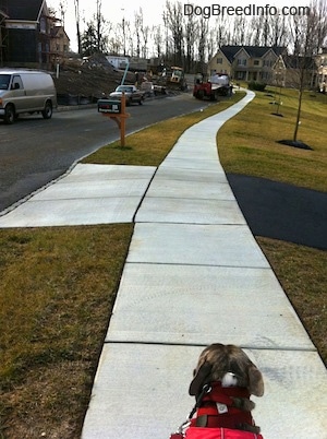 The back of a blue-nose brindle Pit Bull Terrier that is walking down a sidewalk in a neighborhood.