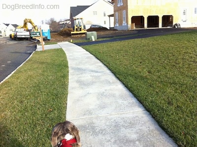 The back of a blue-nose brindle Pit Bull Terrier that is walking down a sidewalk and in front of him is a house that is under construction. There are yellow machines in the home's yard.