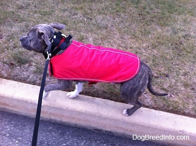 A blue-nose brindle Pit Bull Terrier in a red vest is walking a concrete curb.
