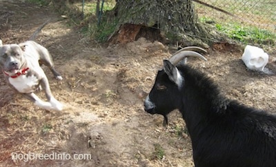 A blue-nose brindle Pit Bull Terrier is running away from a black with white goat.