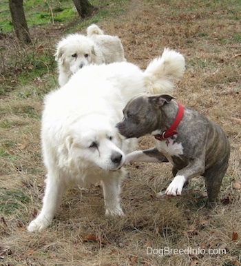 A blue-nose brindle Pit Bull Terrier is in mid-air playing with two large white Great Pyrenees that are on a hill.