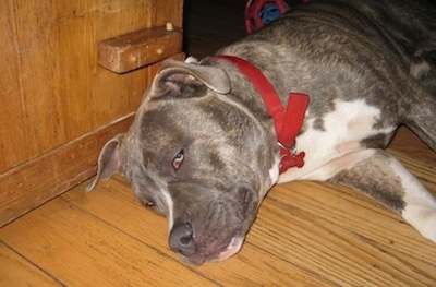 Close up - A blue-nose brindle Pit Bull Terrier is looking sleepy laying on his right side and behind him is a cabinet.