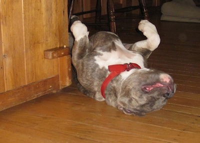 A blue-nose brindle Pit Bull Terrier is sleeping on his back belly up with relaxed paws and a drooping face on a hardwood floor next to a wooden cabinet.