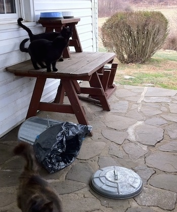 Two black cats are standing on a wooden table in front of a white farm house on a stone porch. There is a knocked over metal trash can and a third cat walking away.