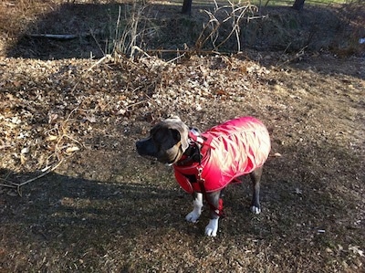 A blue-nose brindle Pit Bull Terrier in a red vest is standing on a dirt path looking to the left.