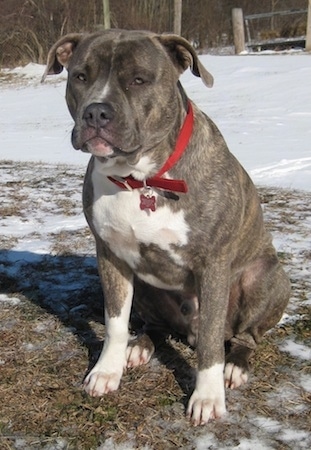 Front side view - A blue-nose brindle Pit Bull Terrier is sitting in a patch of grass with a lot of snow around it.