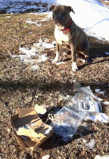 A blue-nose brindle Pit Bull Terrier is sitting in grass, which has snow on it behind a cardboard box that was ripped open with the contents laying on the ground. He is looking forward.