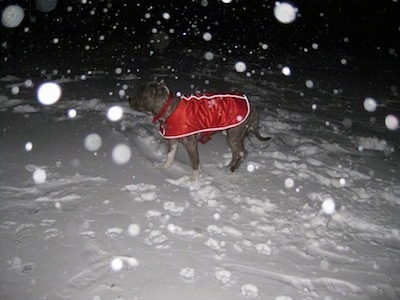 A blue-nose brindle Pit Bull Terrier is wearing a red vest and he is standing in snow at night. It is actively snowing around the dog.