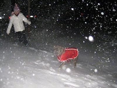 A girl is a white coat is running around next to a blue-nose brindle Pit Bull Terrier that is in a red vest. It is actively snowing outside.
