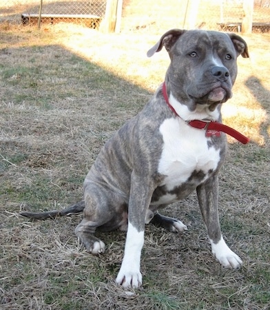 Front side view - An alert blue-nose brindle Pit Bull Terrier is sitting in grass and he is looking forward.