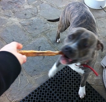 A person is giving a blue-nose brindle Pit Bull Terrier a bully stick on a stone porch.