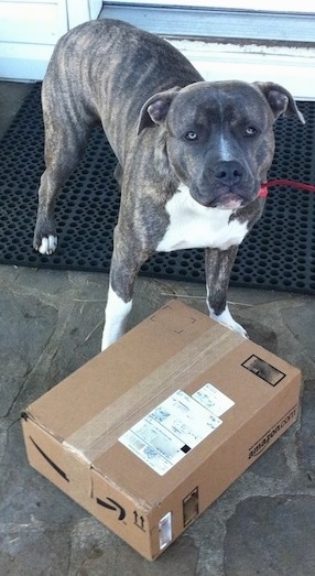 A blue-nose brindle Pit Bull Terrier is standing on a stone porch and over top of a package from Amazon.