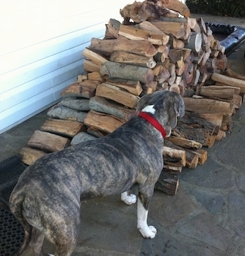 The back of a blue-nose brindle Pit Bull Terrier that is looking at a pile of split logs.
